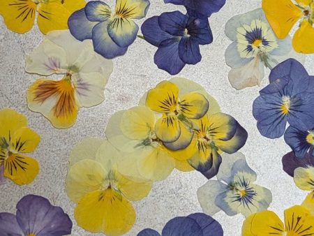 Pressed Edible Flowers - Mini Violas Online