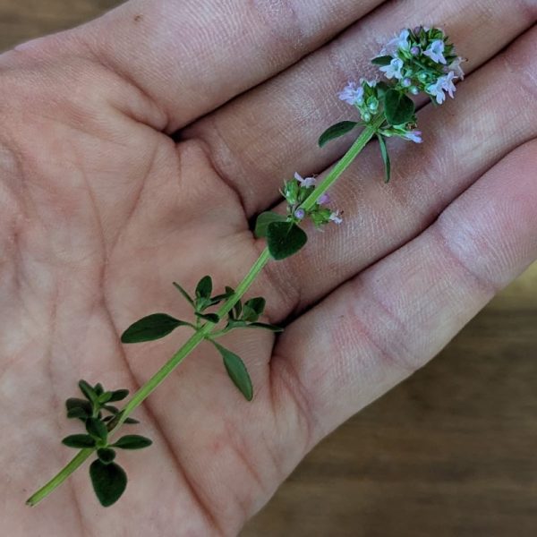 Fresh Edible Flowers - Thyme, Lemon Supply