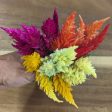 Fresh Edible Flowers - Celosia, Kimono Mix Sale