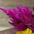 Fresh Edible Flowers - Celosia, Kimono Mix Sale