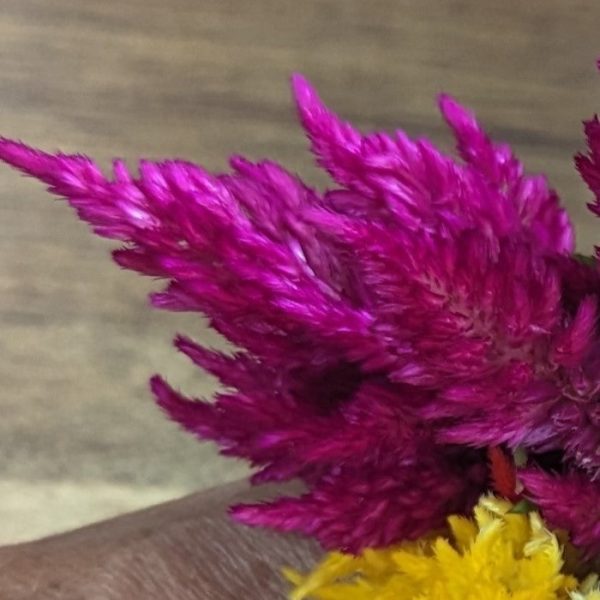 Fresh Edible Flowers - Celosia, Kimono Mix Sale