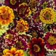 CVO Potted Cutting Garden Flowers - Zinnia, Persian Carpet Sale