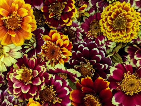 CVO Potted Cutting Garden Flowers - Zinnia, Persian Carpet Sale