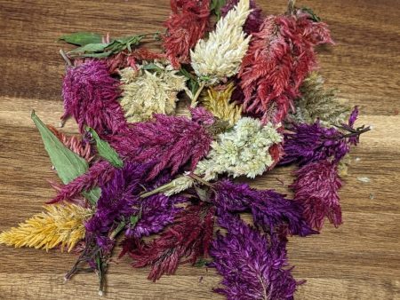 Dried Edible Flowers - Celosia Mix Sale