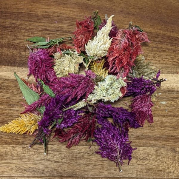 Dried Edible Flowers - Celosia Mix Sale