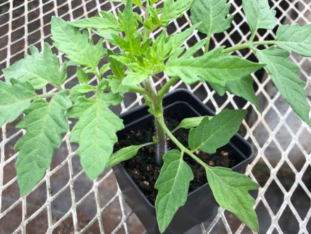 CVO Potted Plants - Heirloom Tomato - Cherokee Purple Hot on Sale