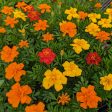 CVO Potted Bedding Plants - Marigolds, Durango Outback Mix Sale