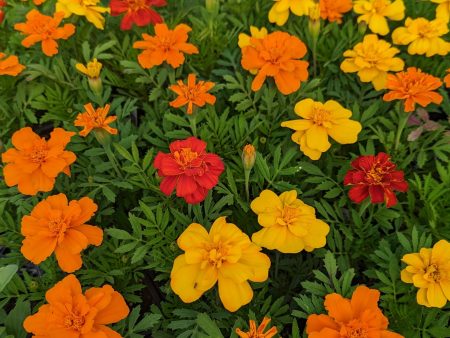 CVO Potted Bedding Plants - Marigolds, Durango Outback Mix Sale