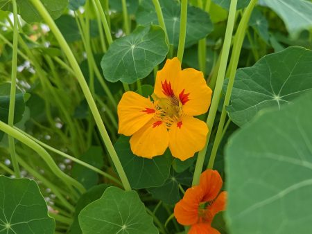 CVO Potted Bedding Plants - Nasturtiums, Kaleidoscope Mix Hot on Sale