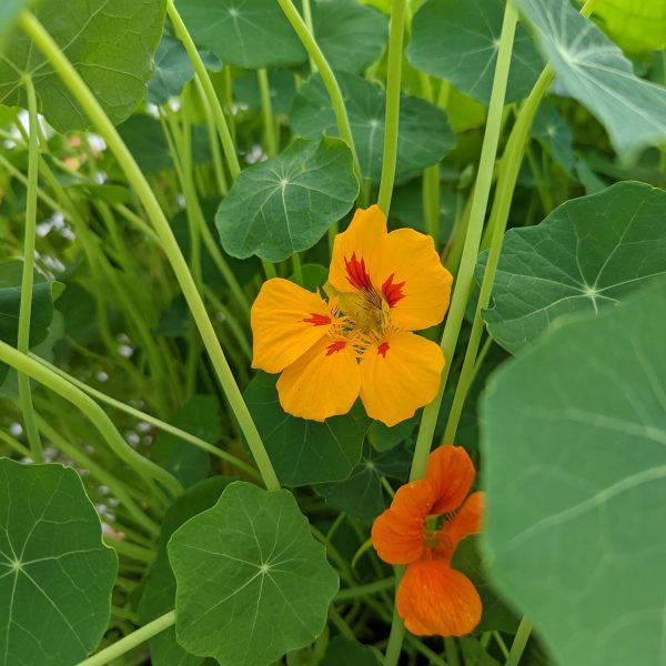 CVO Potted Bedding Plants - Nasturtiums, Kaleidoscope Mix Hot on Sale