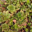 CVO Potted Bedding Plants - Sedum hybridum  Immergrünchen  (3.5  pot) For Sale