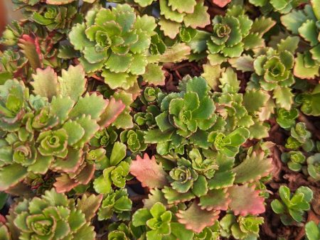 CVO Potted Bedding Plants - Sedum hybridum  Immergrünchen  (3.5  pot) For Sale