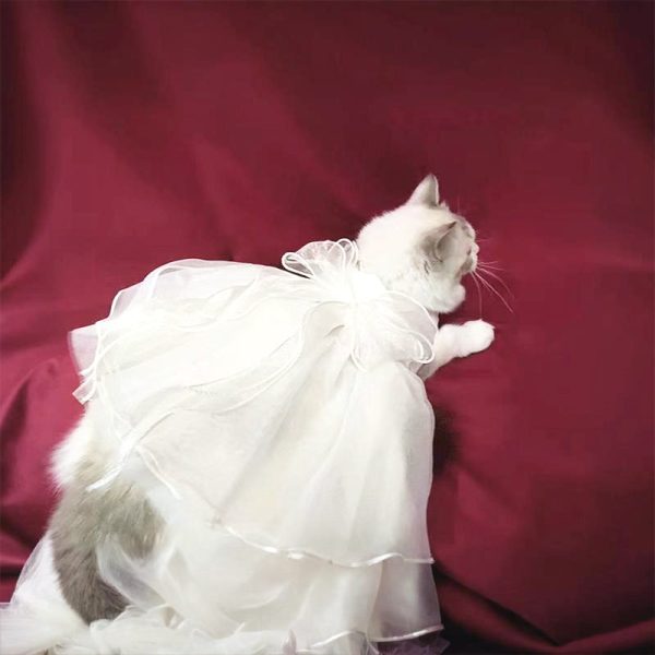 Charming Cat Wedding Gown with Bow Sale