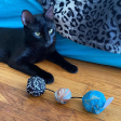 Get Rocked String of Stones Cat Toy Online now