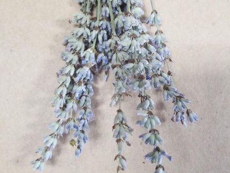 Dried Edible Flowers - Lavender, English Sprigs Online now