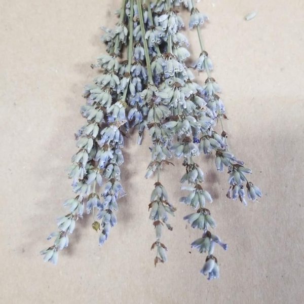 Dried Edible Flowers - Lavender, English Sprigs Online now