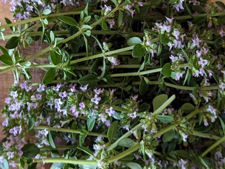 Fresh Edible Flowers - Thyme, Lemon Supply