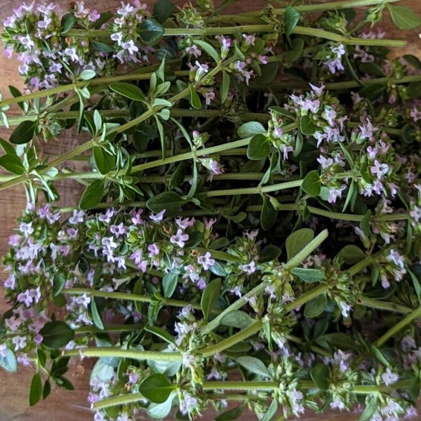 Fresh Edible Flowers - Thyme, Lemon Supply