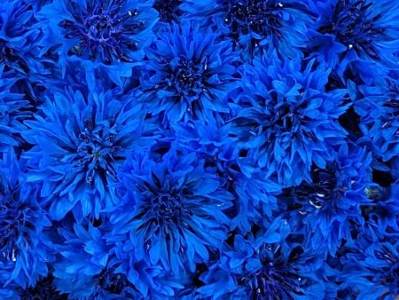 CVO Potted Cutting Garden Flowers - Bachelor Buttons (Cornflowers) Discount