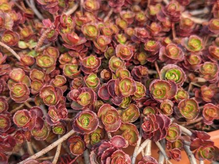 CVO Potted Bedding Plants -  Sedum spurium  Dragon s Blood  (3.5  pot) For Cheap