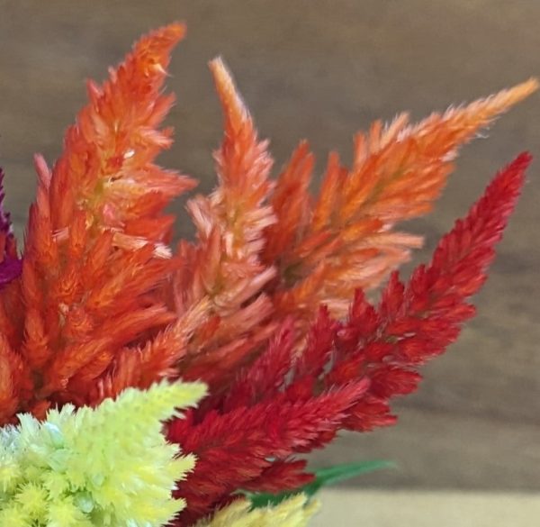 Fresh Edible Flowers - Celosia, Kimono Mix Sale