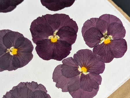 Pressed Edible Flowers - Pansies (Deep Purple) Online Hot Sale