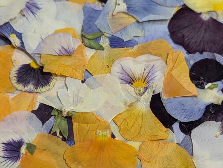 Pressed Edible Flowers - Pansy Petals Online Hot Sale