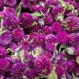 Dried Edible Flowers - Gomphrena, Purple For Discount