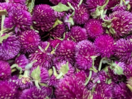 Dried Edible Flowers - Gomphrena, Purple For Discount