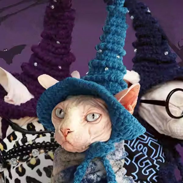 Magic Academy Cat Hat Online Sale