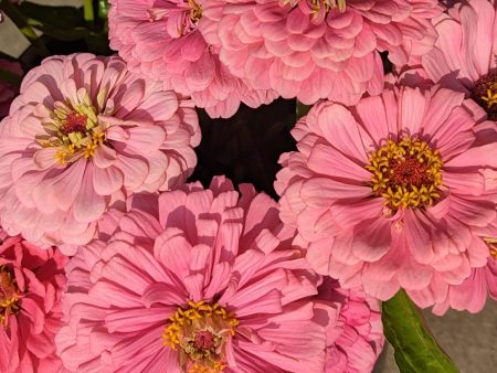 CVO Potted Cutting Garden Flowers - Zinnias, Tall Supply