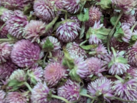 Dried Edible Flowers - Gomphrena, Lavender Sale