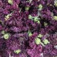 Dried Edible Flowers - Bachelor Buttons, Burgundy Online