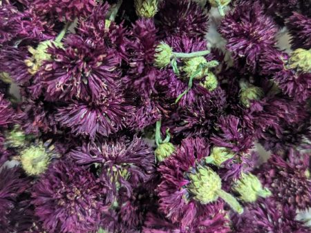 Dried Edible Flowers - Bachelor Buttons, Burgundy Online