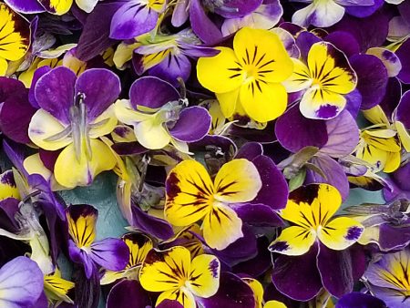 Fresh Edible Flowers - Violas, Johnny-Jump-Ups (Helen Mount) Hot on Sale