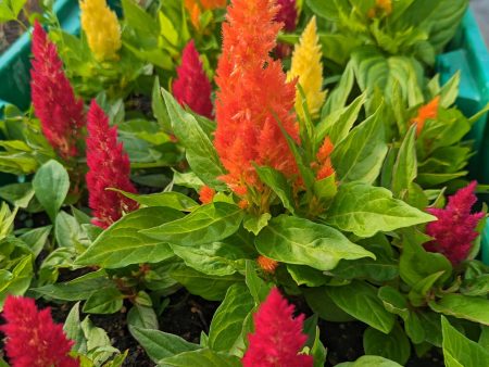 CVO Potted Bedding Plants - Celosia, Kimono Mix For Cheap