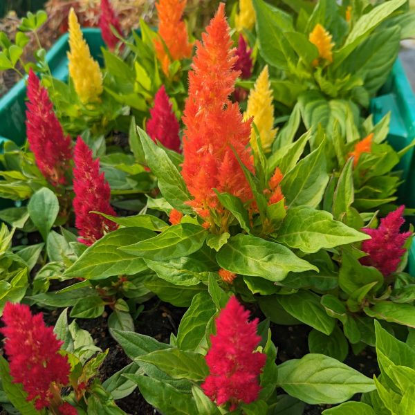 CVO Potted Bedding Plants - Celosia, Kimono Mix For Cheap