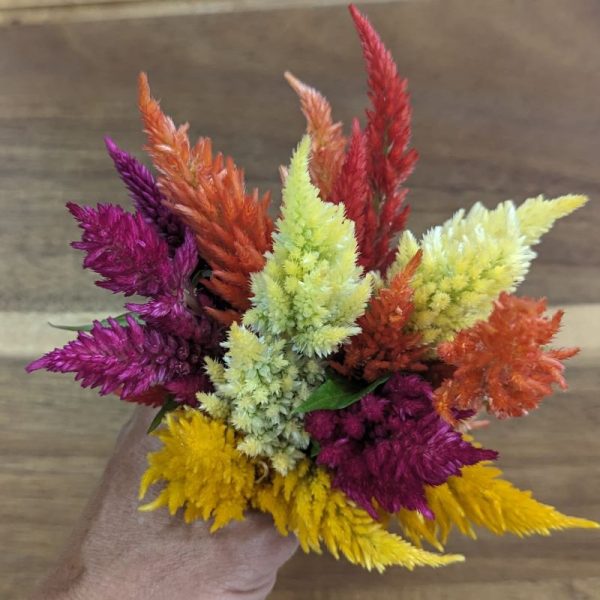 Fresh Edible Flowers - Celosia, Kimono Mix Sale