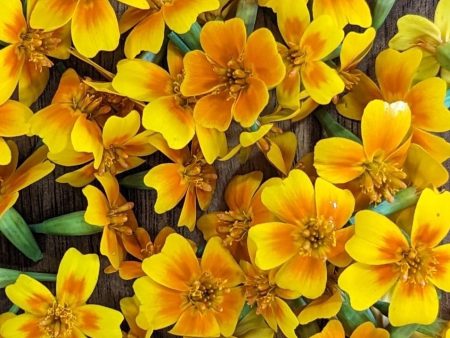 CVO Potted Bedding Plants - Marigolds, Tangerine Gem Online Sale