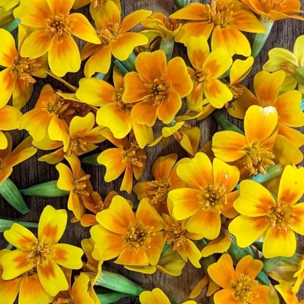 CVO Potted Bedding Plants - Marigolds, Tangerine Gem Online Sale