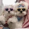 Pet Sunglasses Cheap