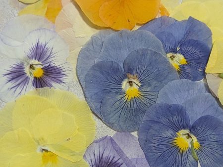 Pressed Edible Flowers - Pansies (Watercolors Mix) Supply