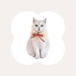 Lace Bow Pet Collar Fashion