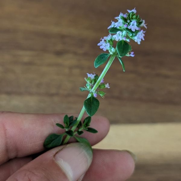 Fresh Edible Flowers - Thyme, Lemon Supply