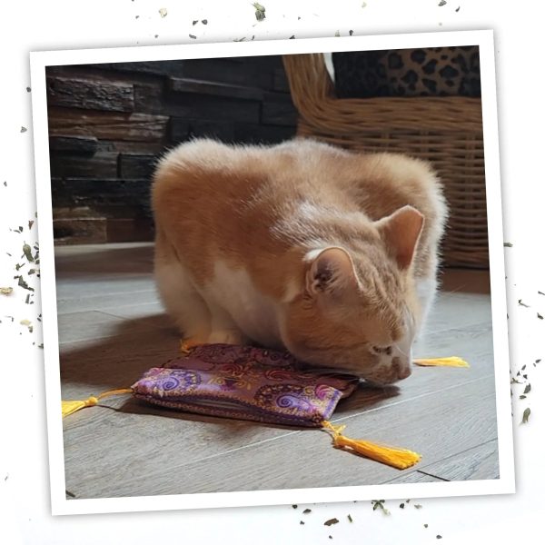 Get a Ride Magic Carpet Refillable Cat Toy For Cheap