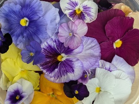 Fresh Edible Flowers - Violas, Mixed Discount