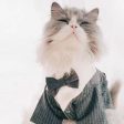 Stylish Cat Wedding Tuxedo Cheap