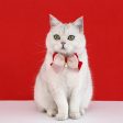 Lace Bow Pet Collar Fashion