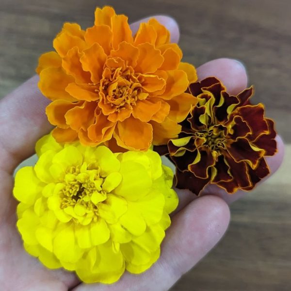 Fresh Edible Flowers - Marigolds, French Mix Online