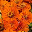 CVO Potted Cutting Garden Flowers - Zinnias, Tall Supply